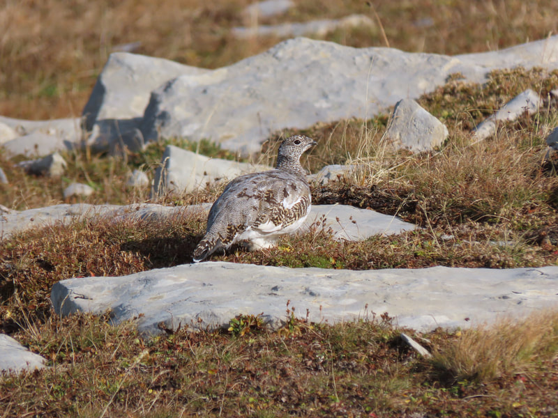 Alpenschneehuhn