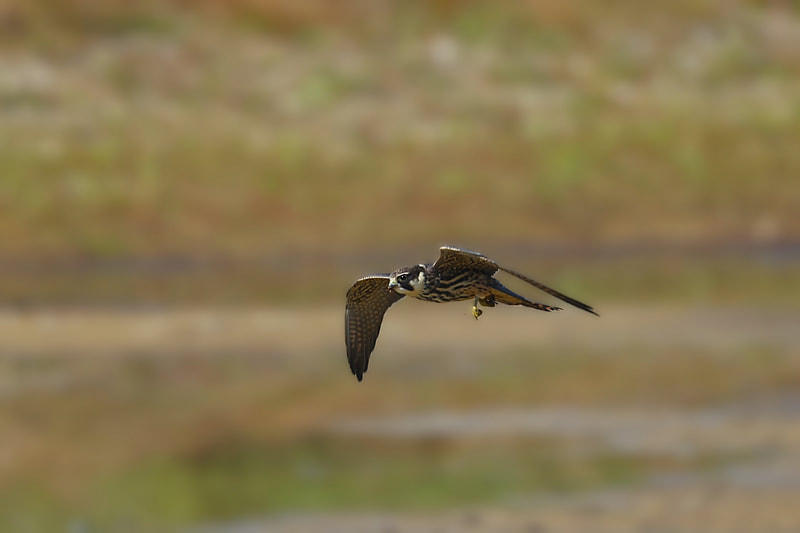 Baumfalke