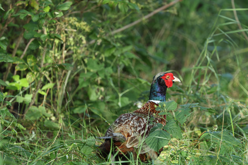 Jagdfasan