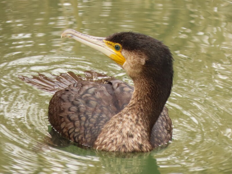 Kormoran