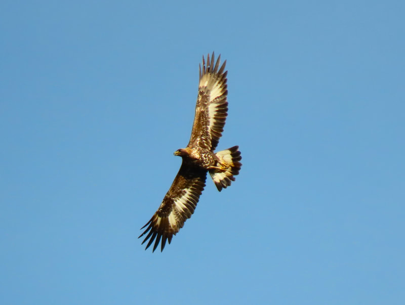 Steinadler